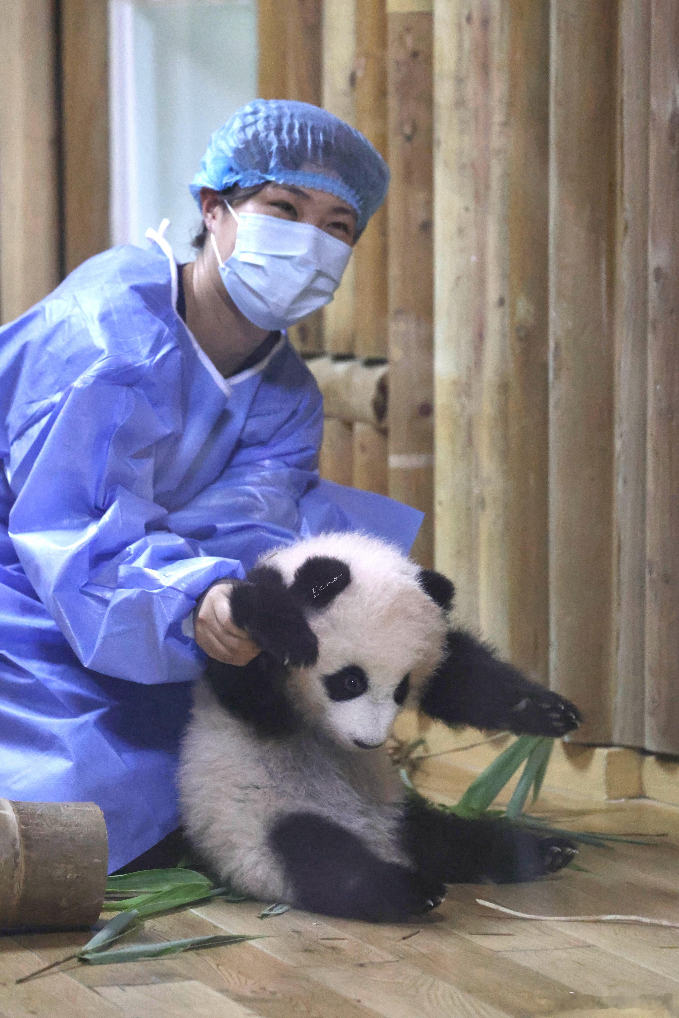 大熊猫园润  8.8被动的拜拜…窝要回家找妈咪熊猫基地26级宝宝 成都·成都大熊