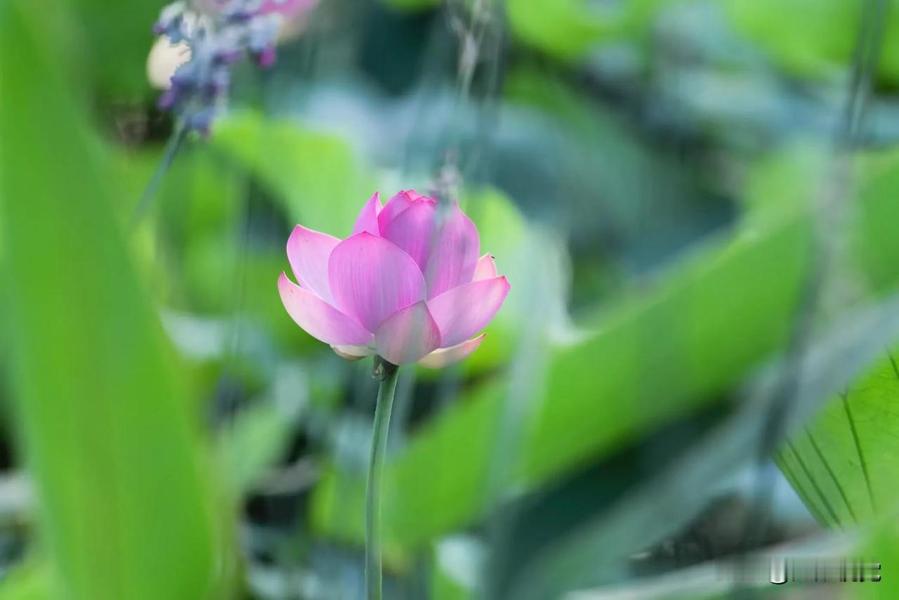 今日小暑，盛夏伊始。愿您在忙碌中觅得一份清凉，在炎热里守住一份宁静与安然。祝夏安