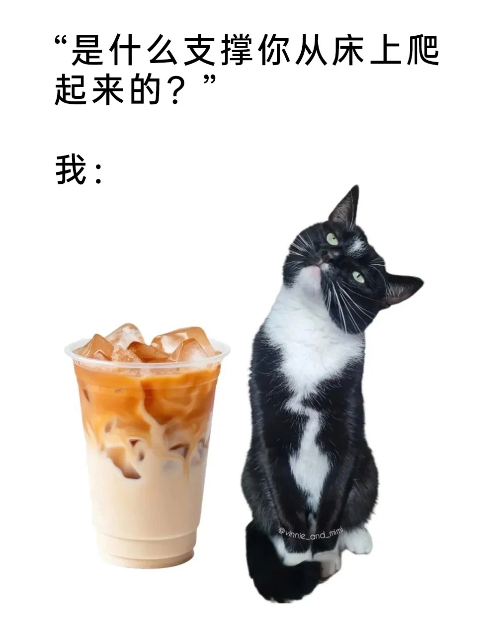 问就是猫咖 