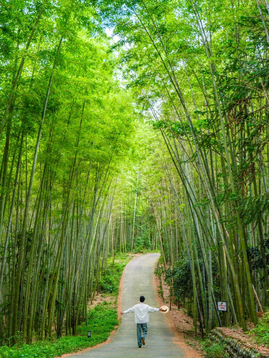 成都1h｜不晒太阳徒步路线！闯入竹林秘境！