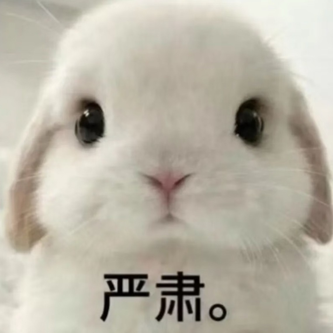 汐卿饭呢 