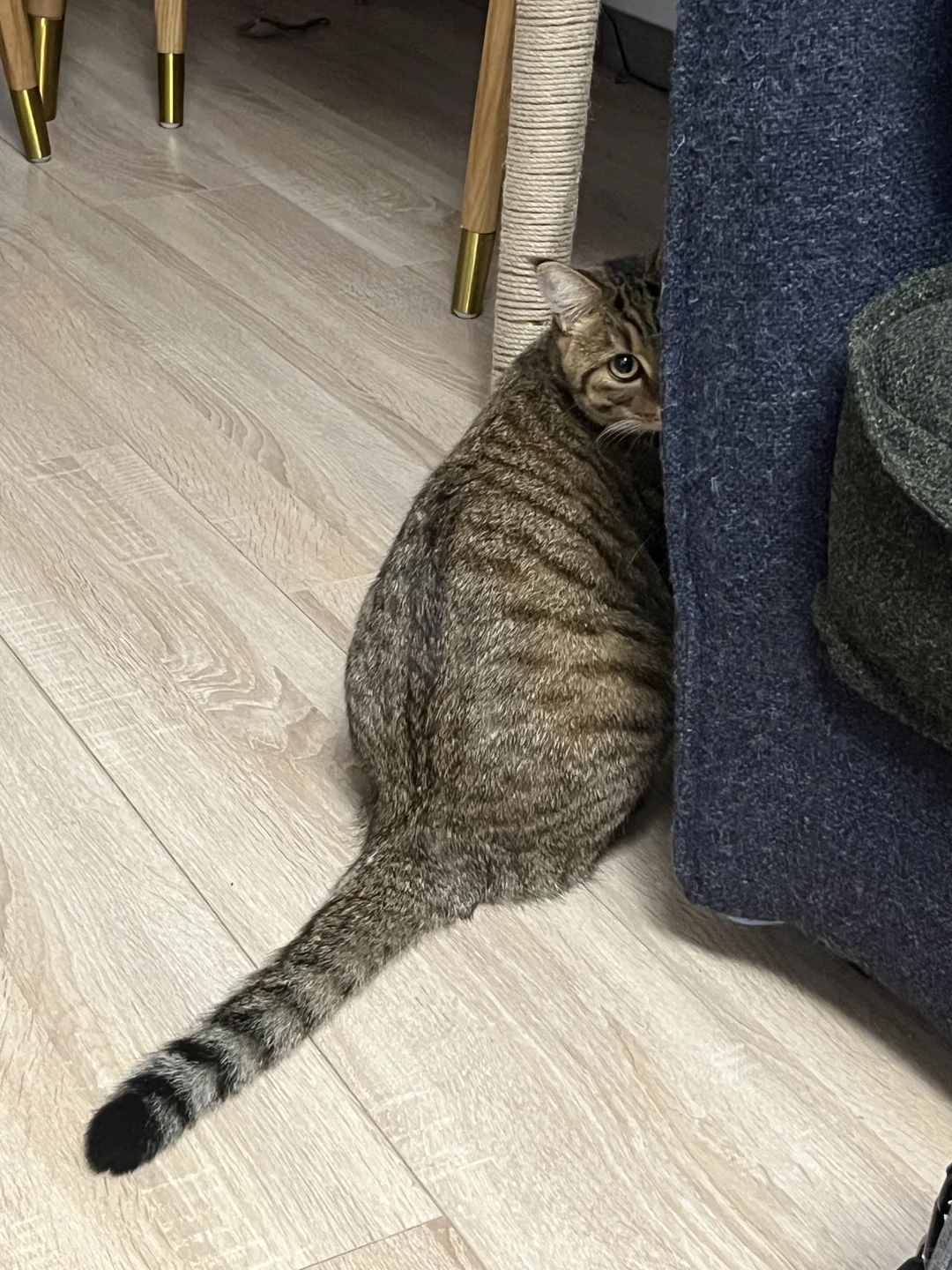 狸花猫   都头小屁股大吗