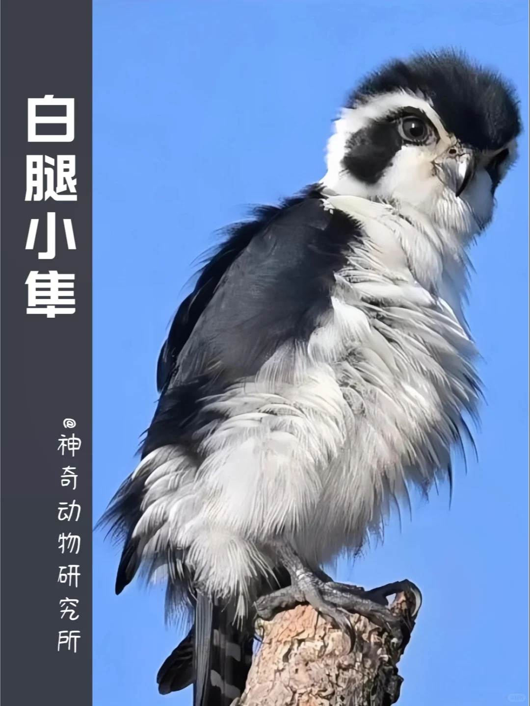 每天了解一种趣味动物👀白腿小隼（sǔn