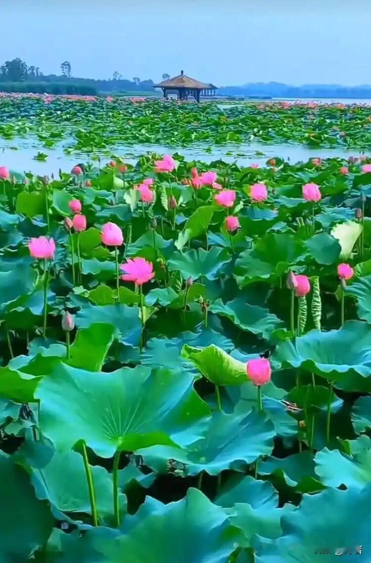 女人最高级的富有，从不用刻意张扬
 
1. 气色红润
不用浓妆遮掩，素颜也眉眼舒