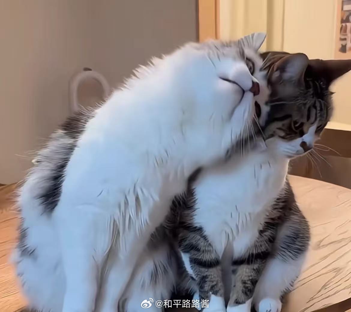 谢娜喊话薛之谦 谢娜这两天怎么一直上热搜啊不过这个事会不会真的是过度解读了呢？吐