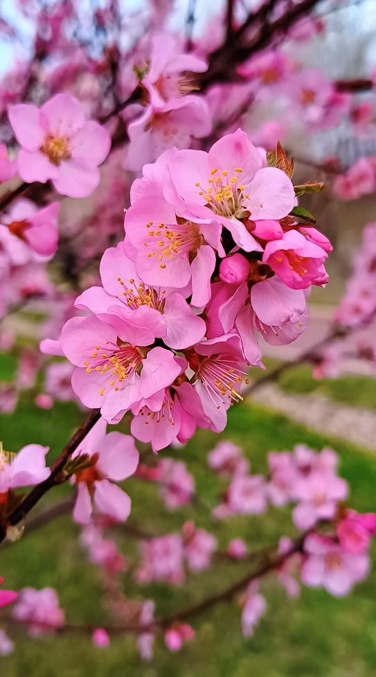 哈尔滨的春天来得晚，等南方都入夏了，这里才刚回暖。再等半个月，就能看到满街花开了