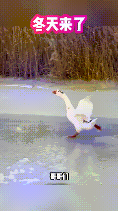 你们带着我啊，
你不带我，
冬天来了我要下锅啊！
[捂脸][捂脸][捂脸][捂脸