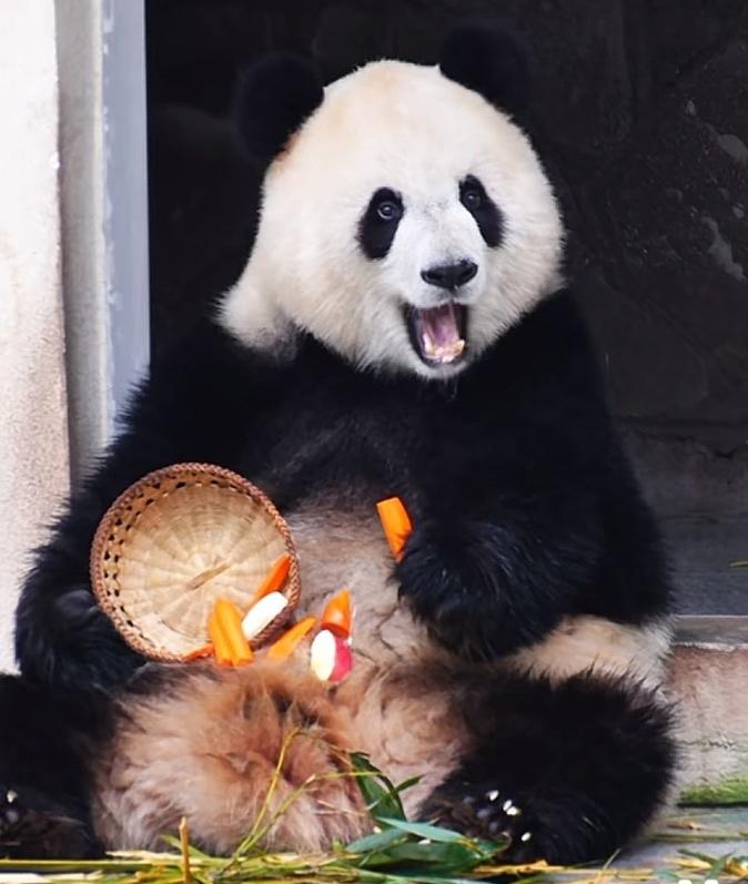 渝爱坐在内舍门口拿着从小竹筐里取的一根胡萝卜条吃得非常开心，偶尔还舔舔舌头，它的