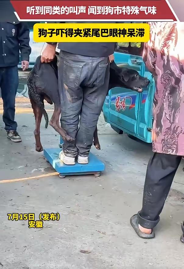 安徽，一只黑狗因咬人被主人按斤卖给狗贩子。在狗市称重时，它听到同类惨叫、闻到死亡