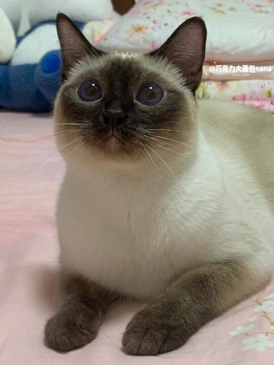 毛豆腐nana