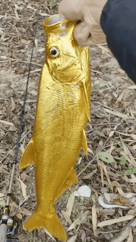 这也太幸运了！浙江，一男子到河边钓鱼，下钩没多久，手里的竿子猛地一沉，等把鱼遛上