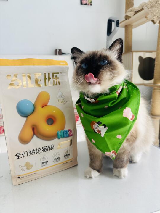 肠胃不好的小猫吃什么呢？