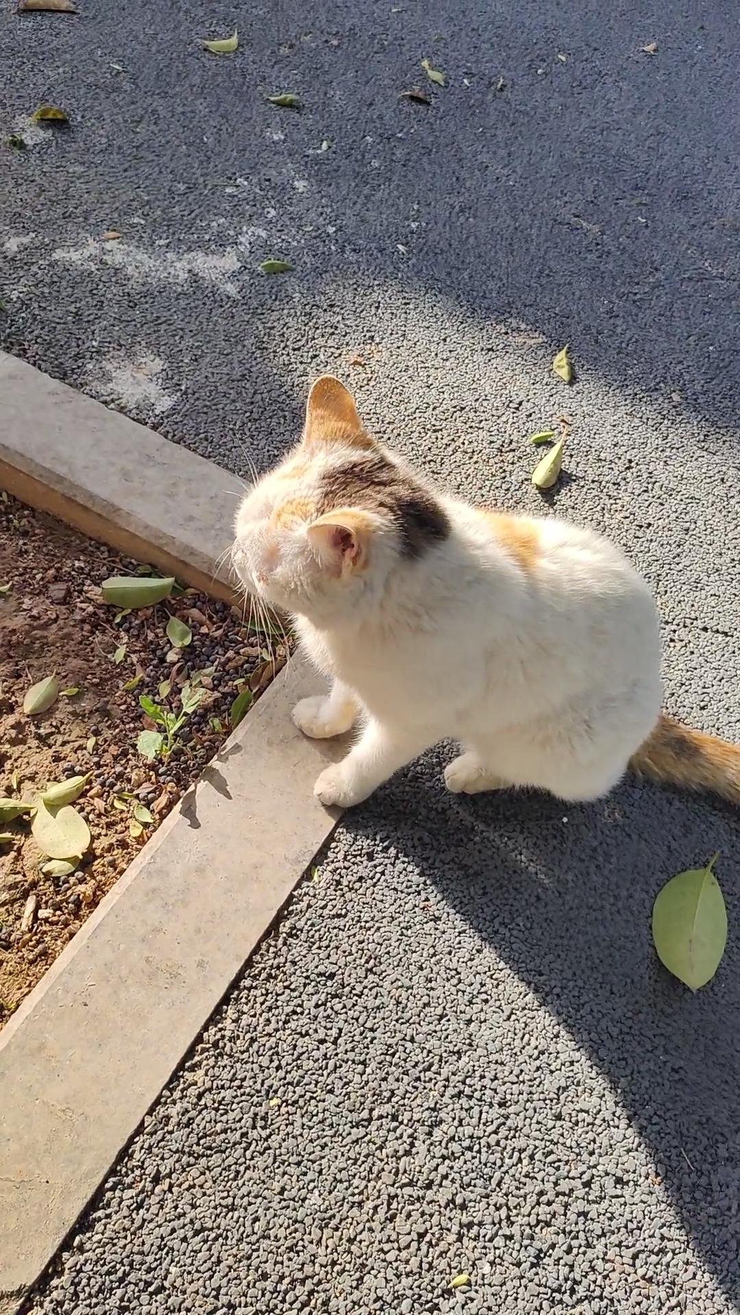 暖阳铺满街巷，小猫自在闲逛。
慢悠悠晒太阳，懒洋洋看日常，不慌不忙，无忧无虑。