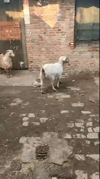 这点破烂棍儿也想拦住我？