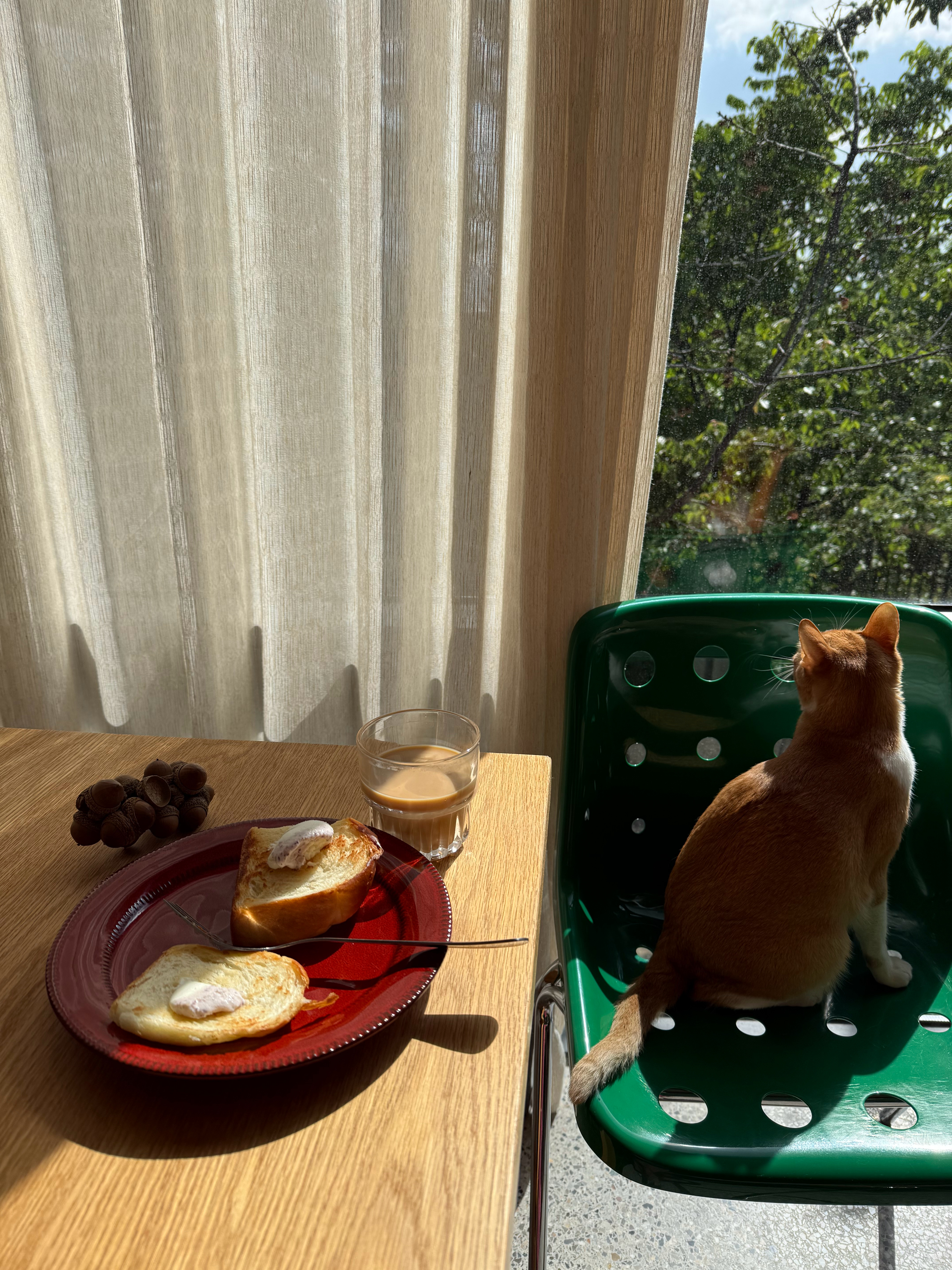 早晨🐈阳光回来了 