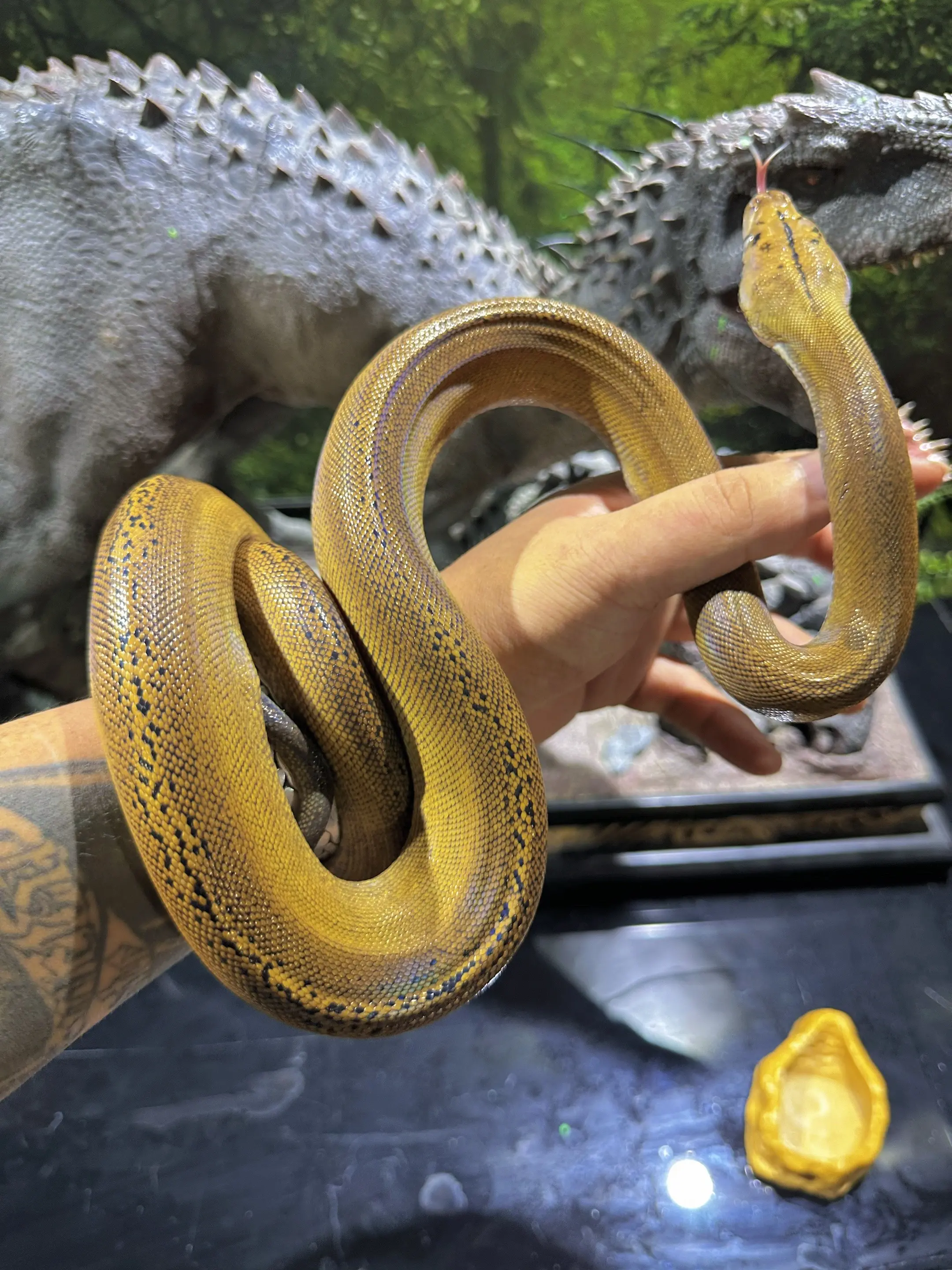 挑出来一条你最喜欢的发给我。凡事要往好处想🐍