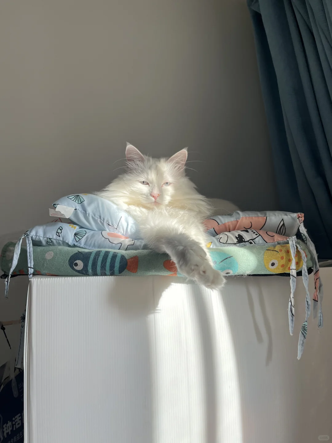 小猫咪是不是都喜欢晒太阳呀