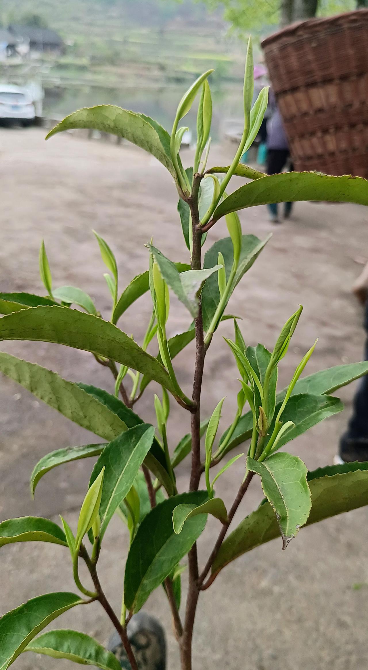 广大湘西朋友，这又是黄金茶几号？茶园里五花八门什么都有
