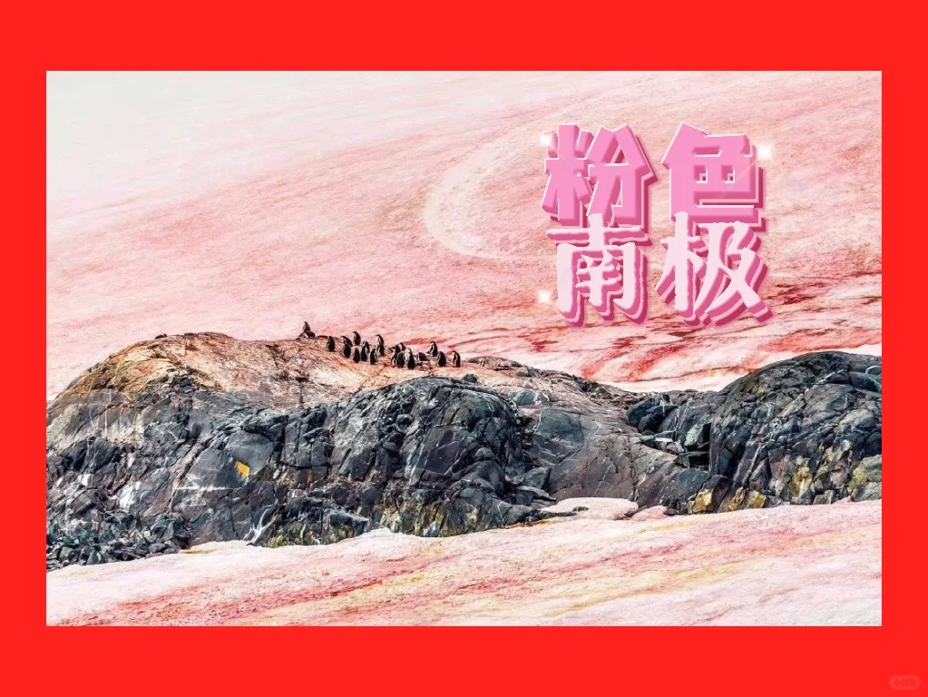 南极为什么会是粉色？