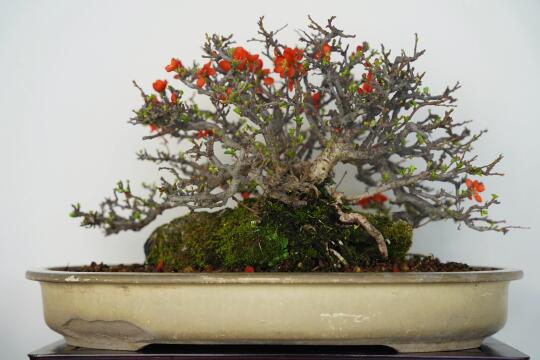 花花～