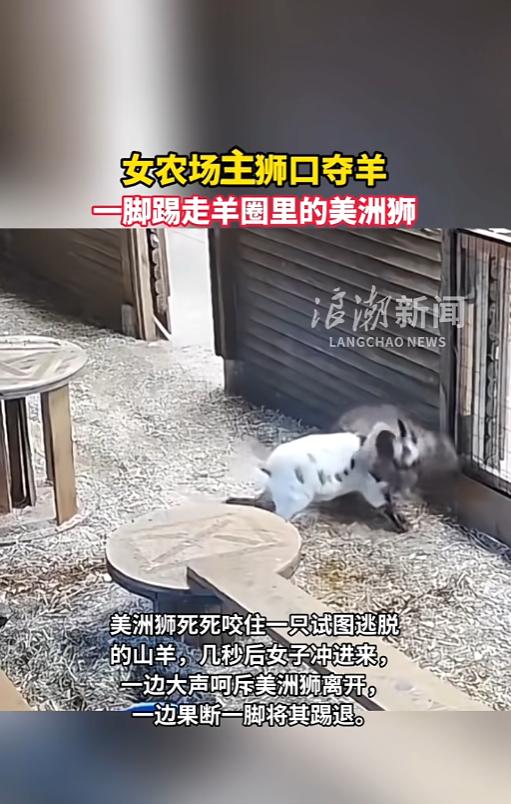 “太猛了！”6月17日报道，加拿大，一只美洲狮冲进了农场里，咬住了里面的一只小羊