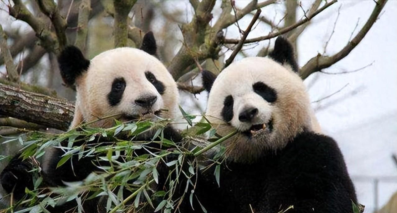 马克龙来中国讨熊猫！熊猫每年租金2000万，吃的竹子每公斤600元
   
这次