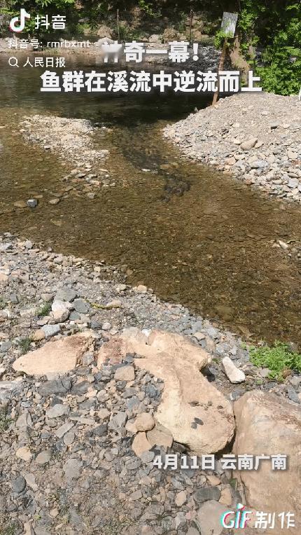 “这鱼群做梦都没想到它上人民日报了！”云南广南，一女子在溪边散步，不料刚走到浅滩