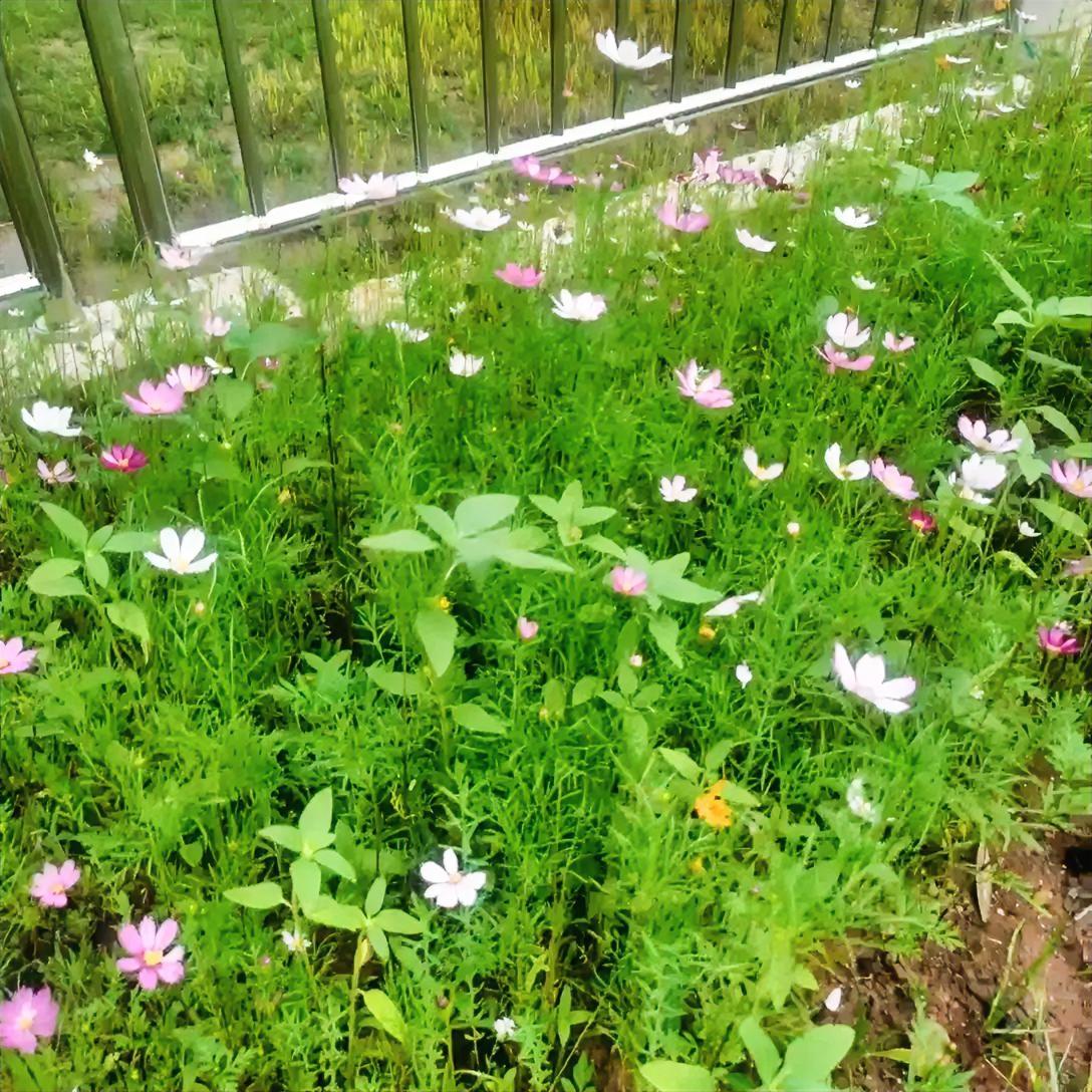 随手撒下的野花种子，已盛开绽放！
眼中有风景，心中无是非！
从普通的日子里，寻找