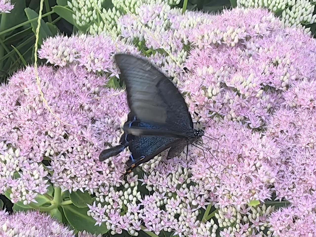 上联：花中蝴蝶花中舞
下联：月下秋蝉月下鸣。
对联中白天与晚上的交织。蝴蝶与秋蝉