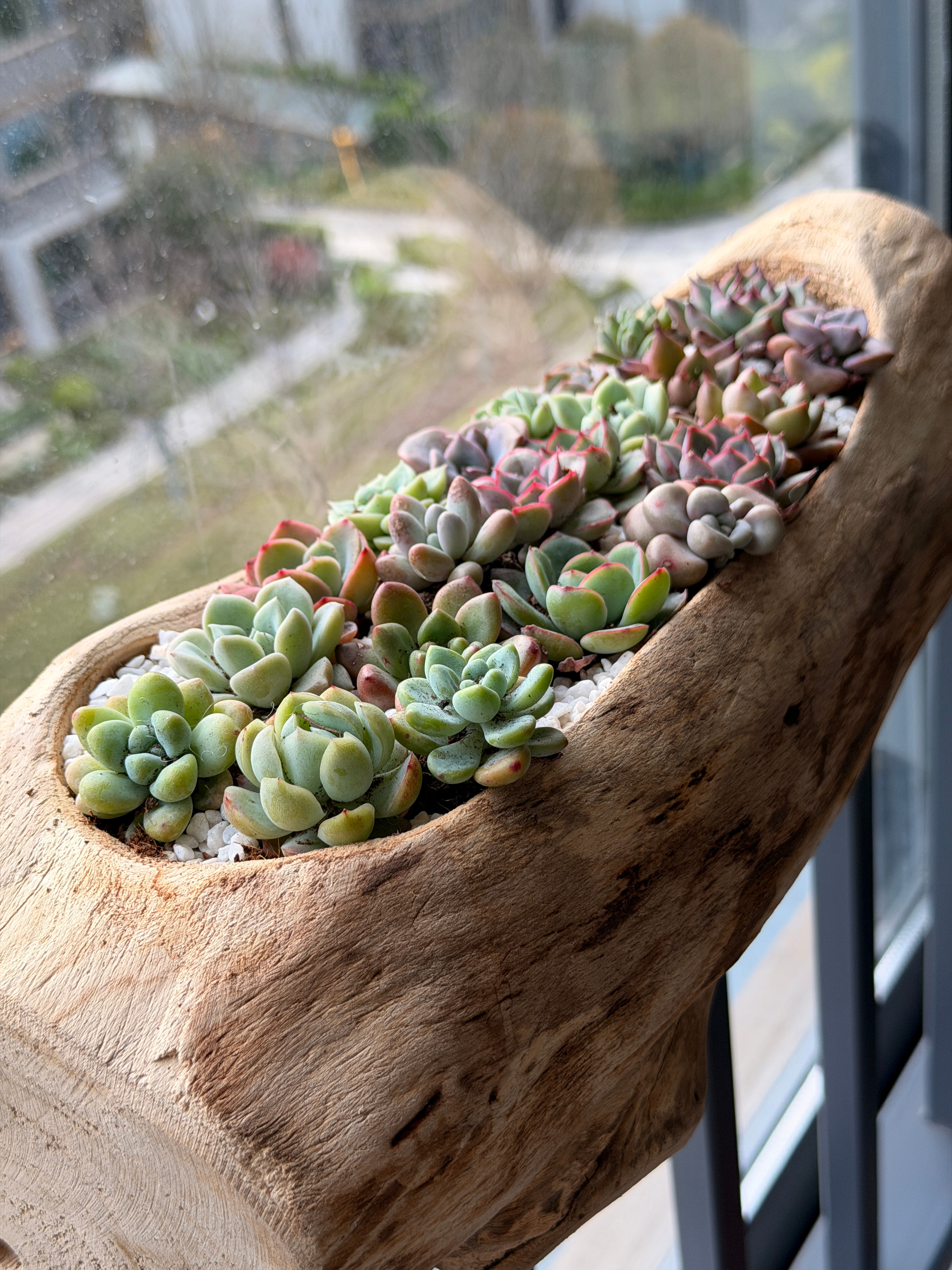 回办公室吸吸欧气！！！p123《我的那些花儿》🌸p456《他们还是一如既往的松