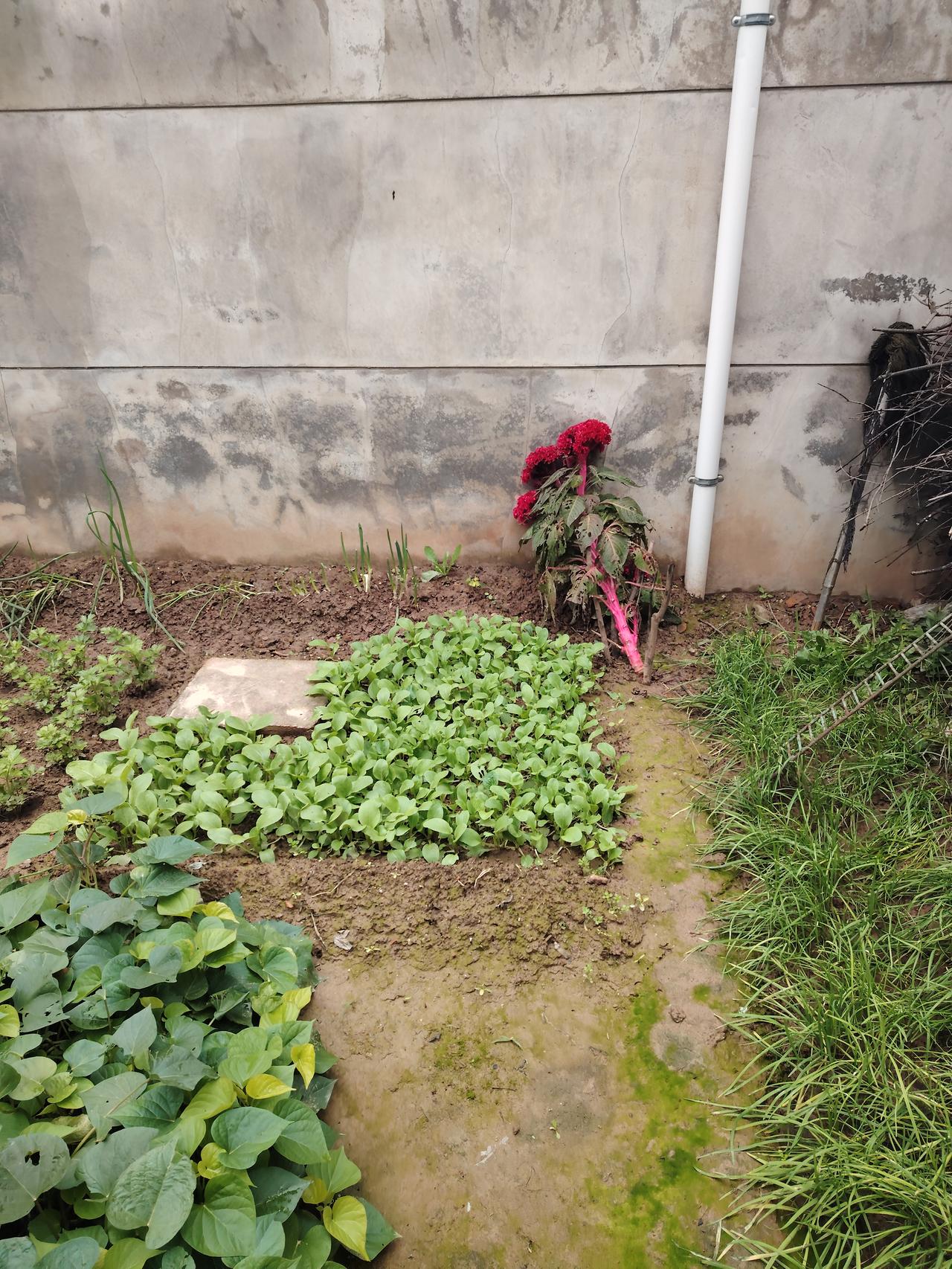 《被缚的奴隶》是米开朗基罗·博那罗蒂于1516年创作的大理石雕塑，现藏于法国巴黎