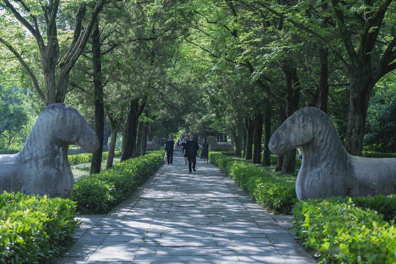 我的夏日漫步｜翠绕石象神道，清拂孝陵幽径

盛夏金陵，藏着一份不喧闹的温柔。不必