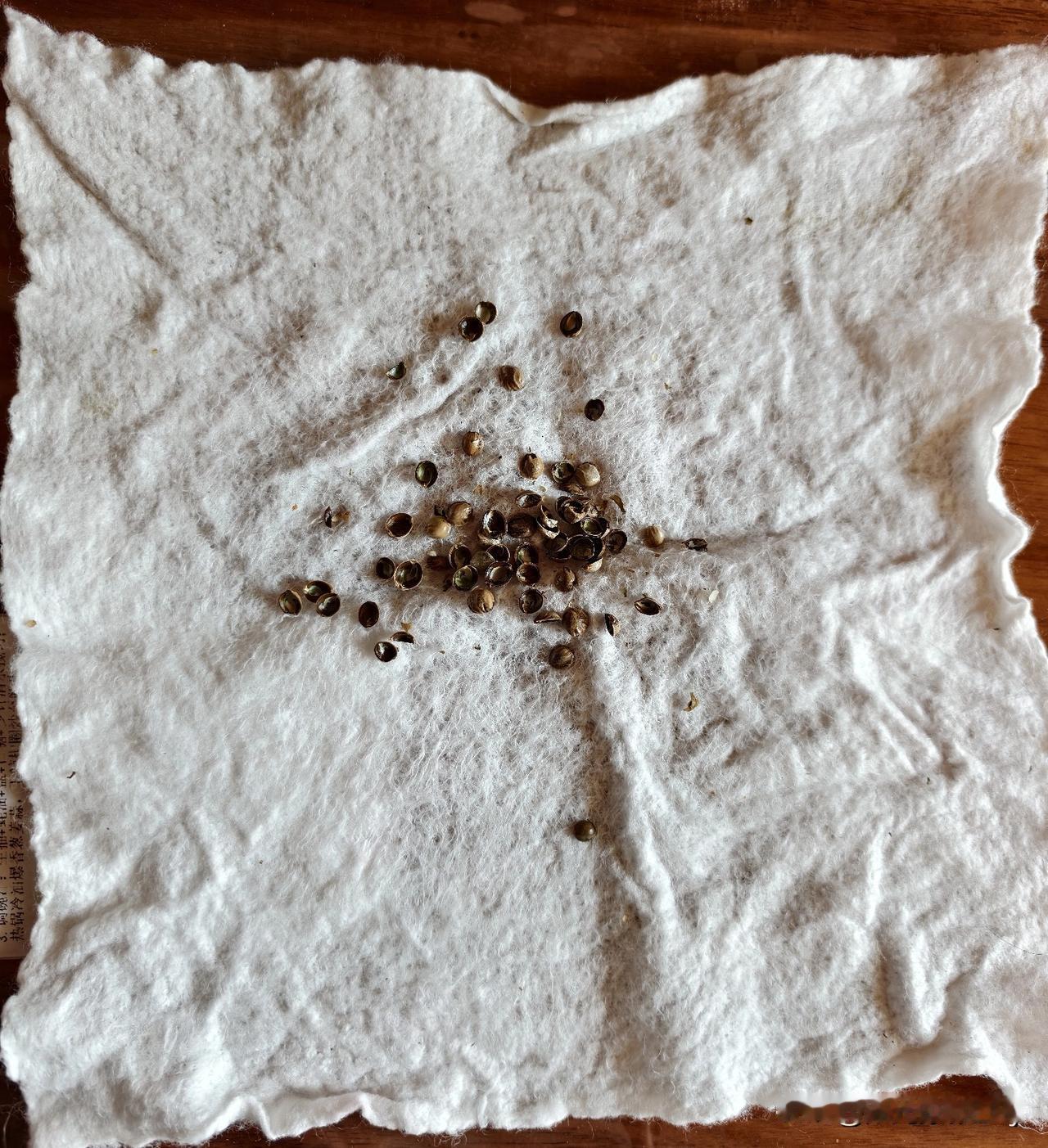 一次性洗脸巾，用过后，可以解决吃带壳东西的许多烦恼。

给小鹦鹉喂火麻仁，能增加