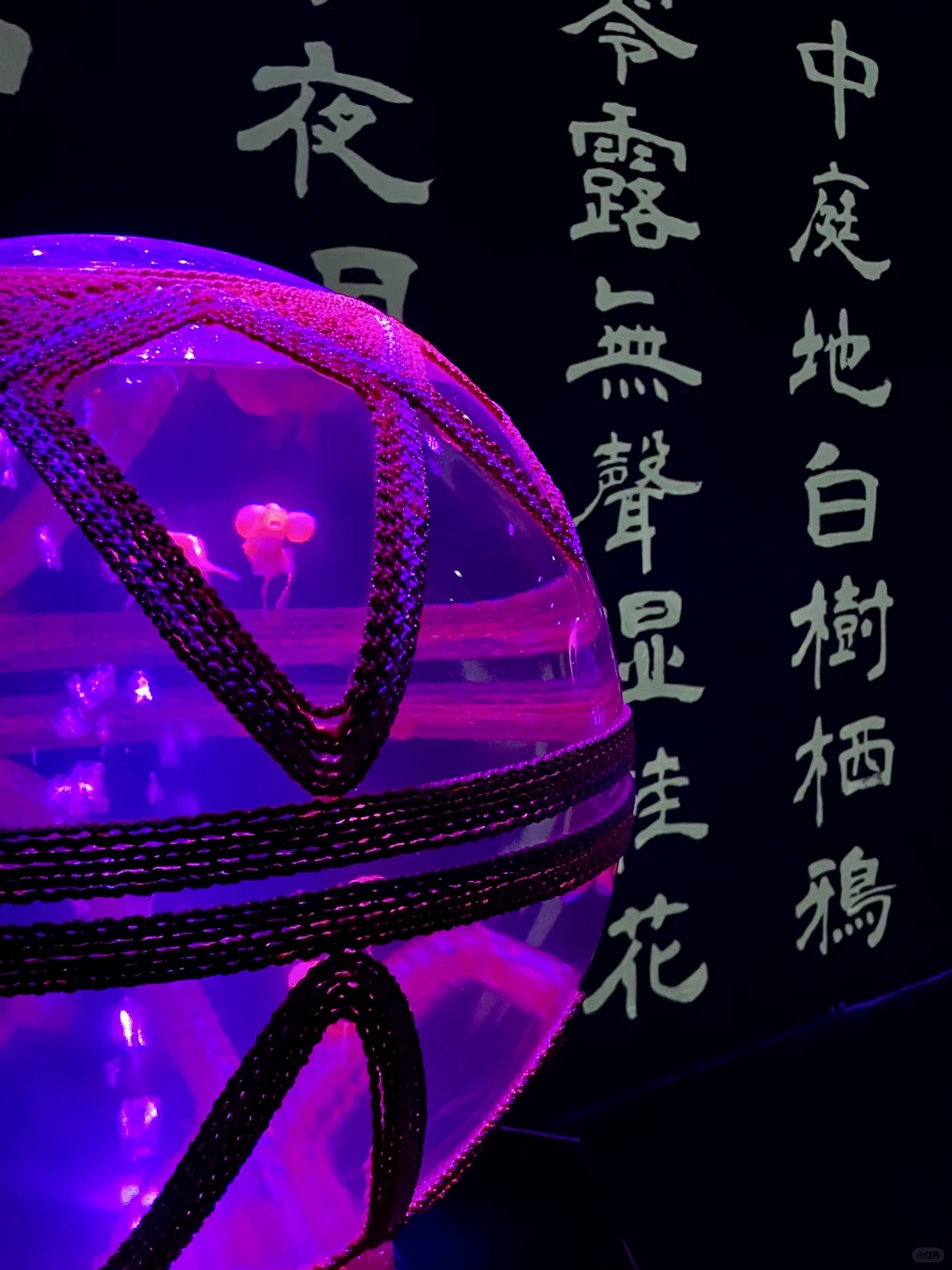 全球巡展·深圳站｜梦幻金鱼带来的震撼🔮