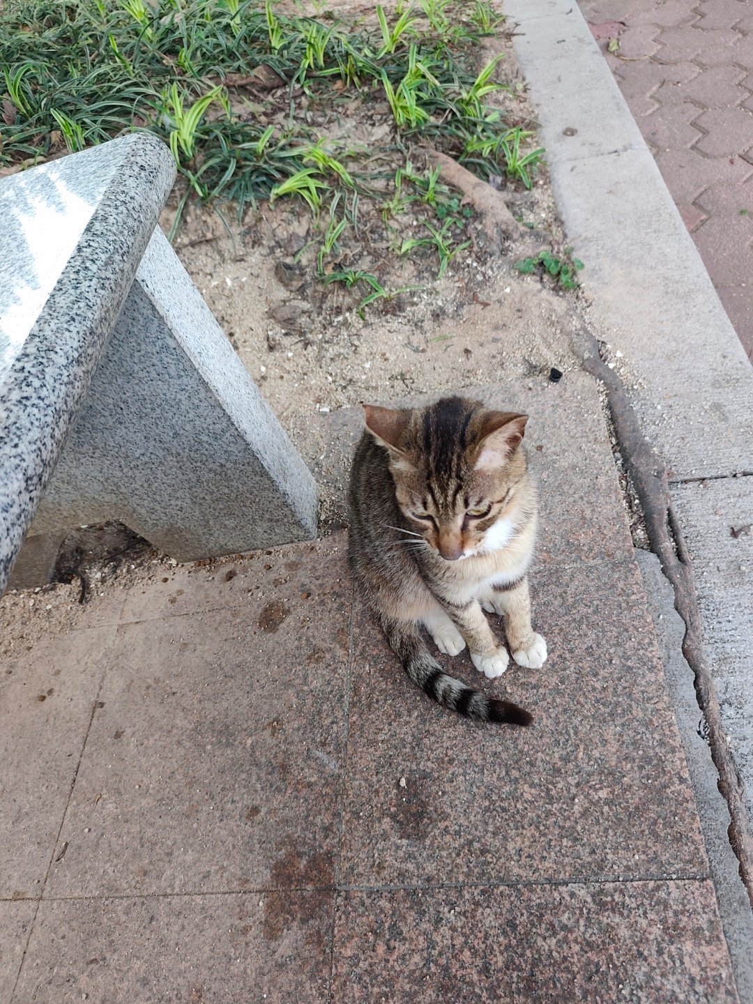 【鱼第一次享受到了人工服务】下午路过公园，跟一只剪耳狸花猫打招呼，马上温顺地过来