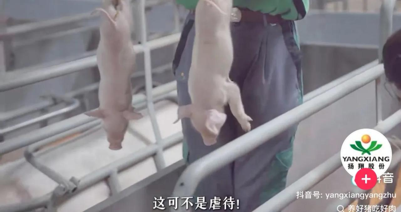 为什么以前常吃的猪尾巴，越来越少见了？

不少人发现，菜市场里猪尾巴越来越难买到