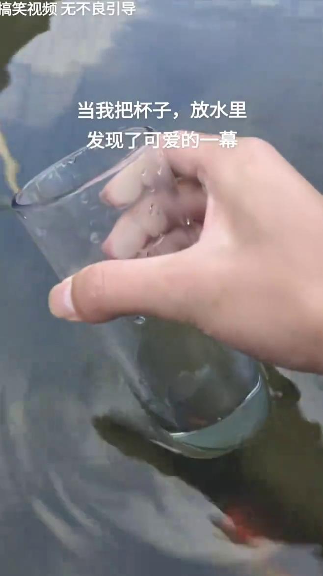 搞笑视频无不良引导。
当我把杯子放水里，发现了可爱的一幕。