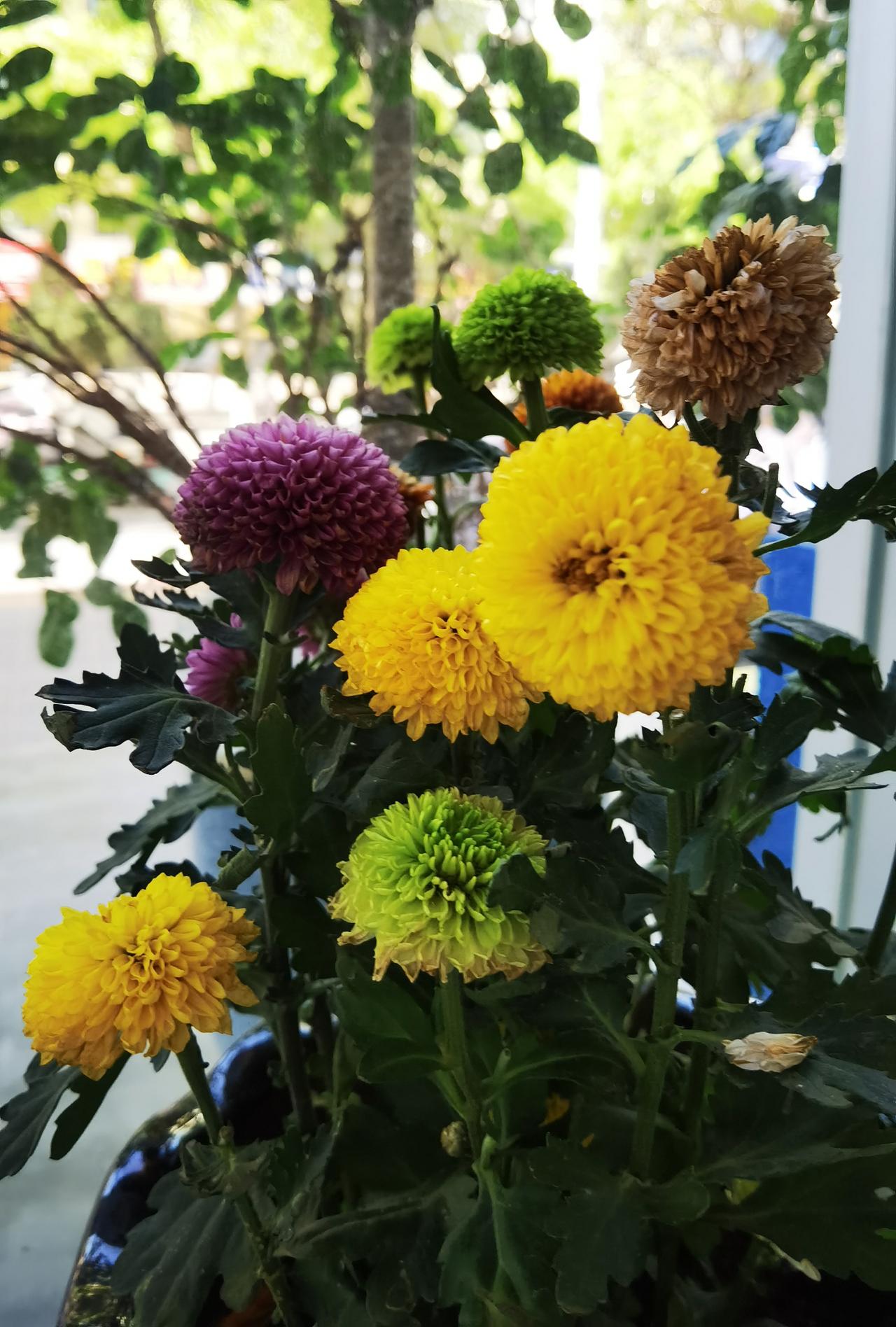 商店门口
摆放此花
被花吸引
神奇之花
不知叫啥
去问店员
店员不知
谁识此花