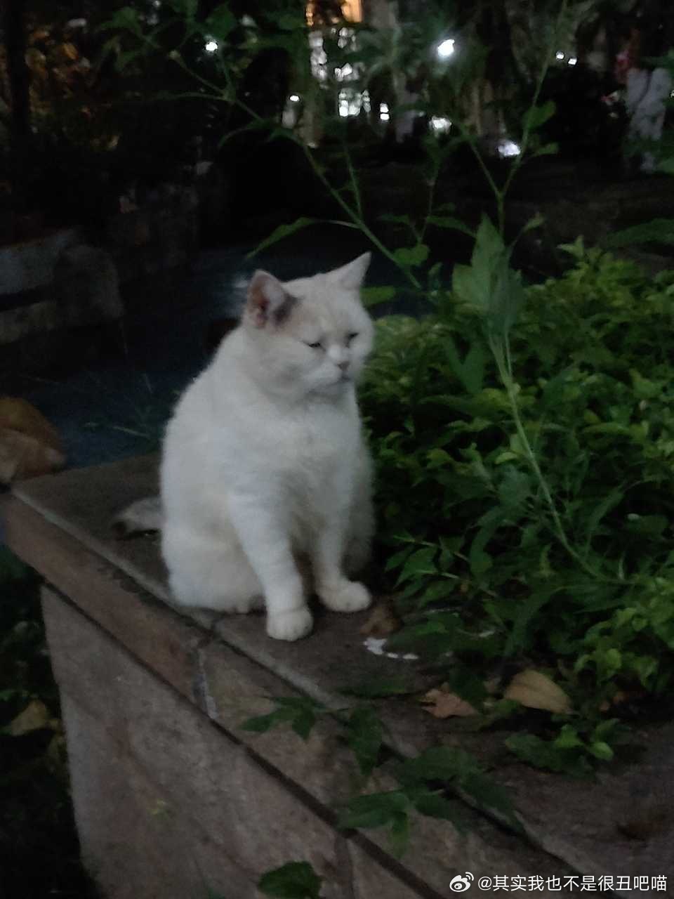 50366【丑猫】驚鴻一瞥 