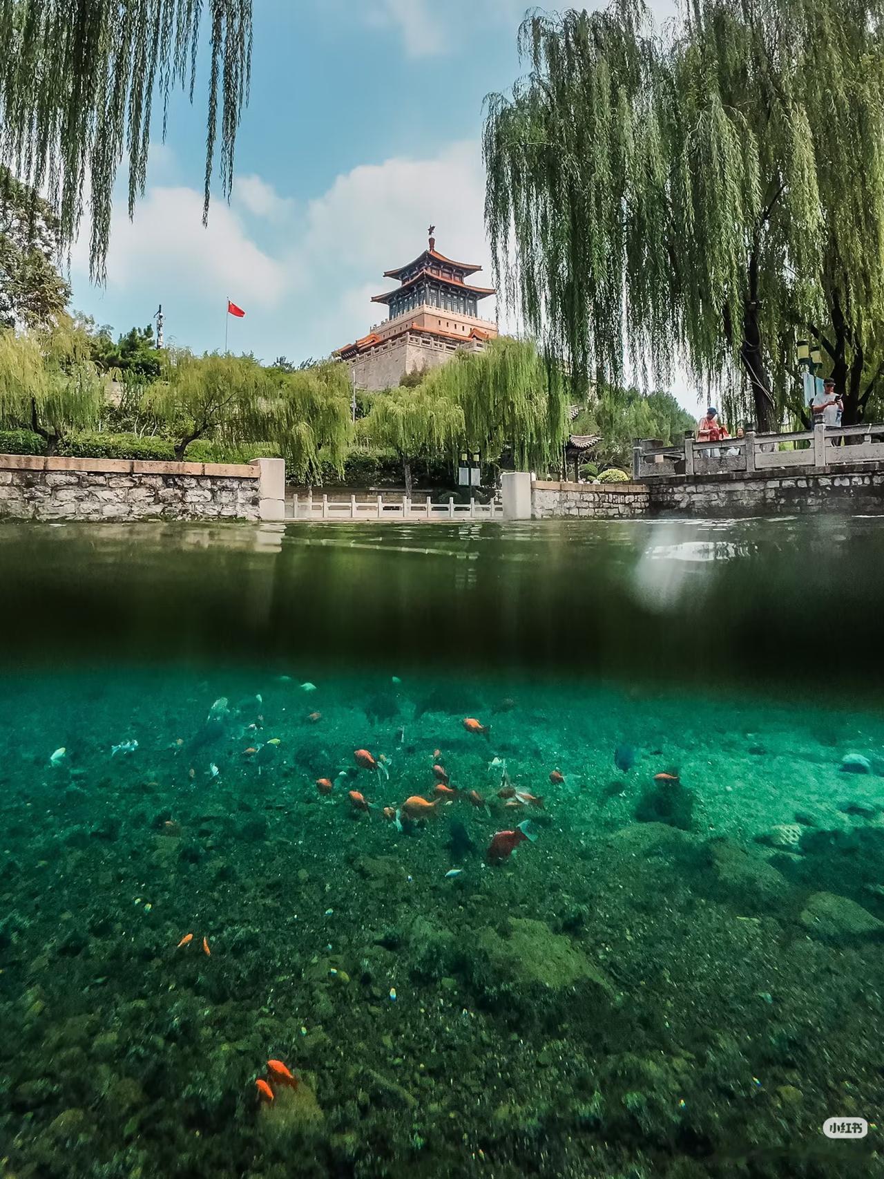 老舍没骗我‼️济南的美景不输江南之美

济南的浪漫
一半藏在泉水里，一半在易安的