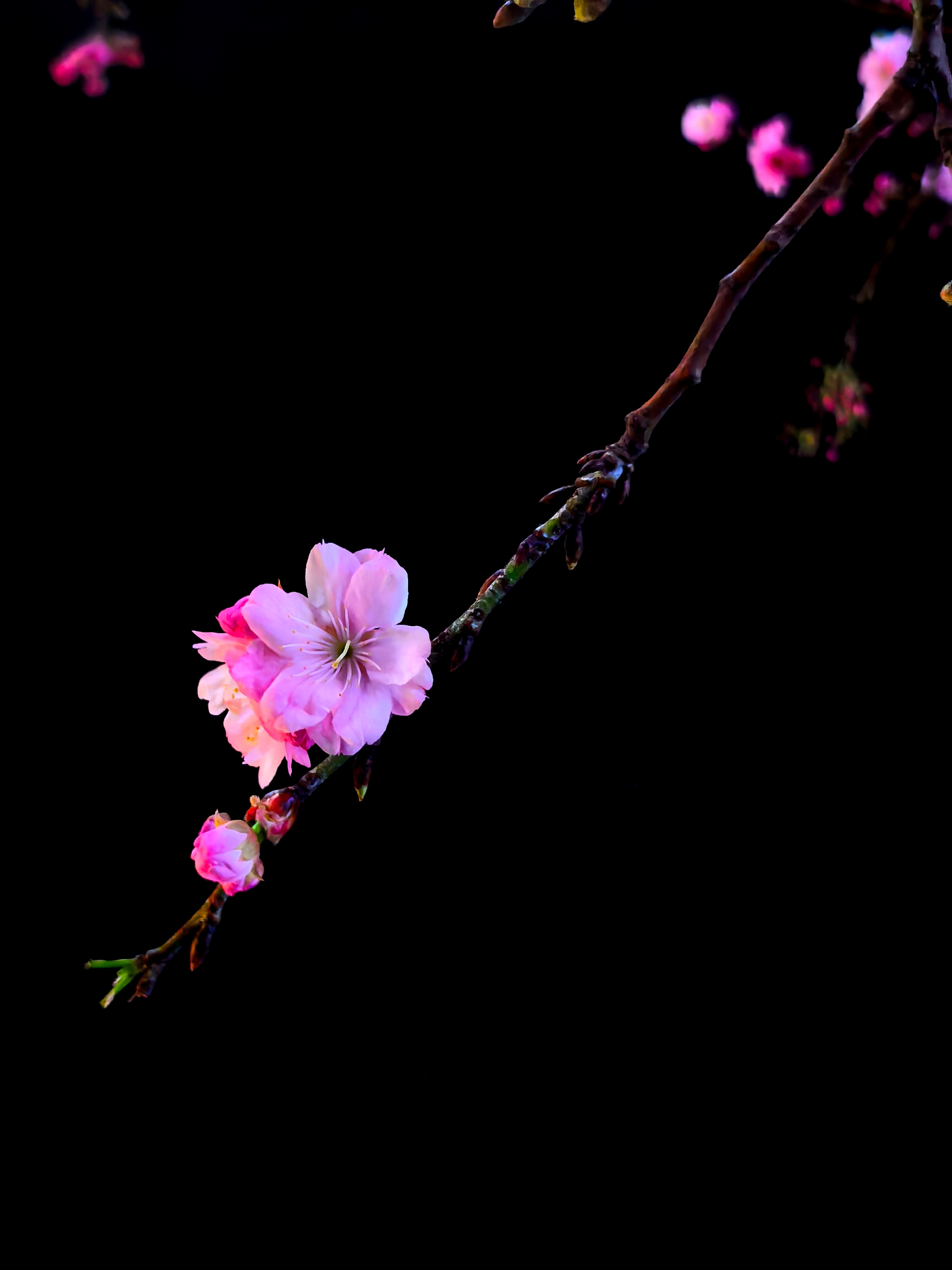 昆明的樱花开了 