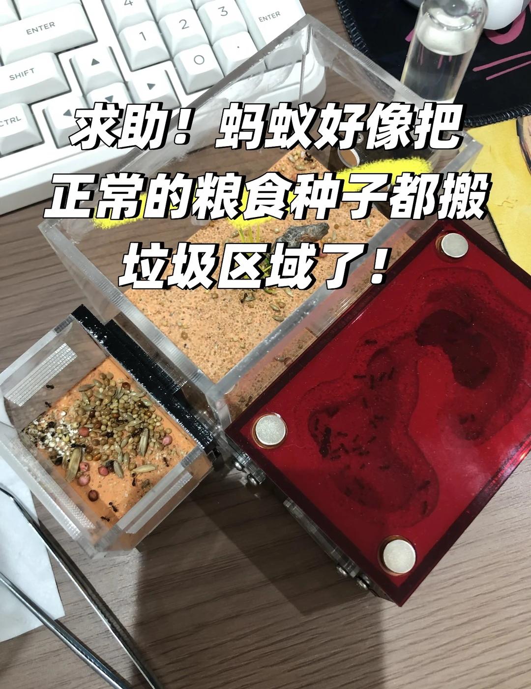 求助！左侧是垃圾区域
蚂蚁把粮食都搬垃圾区域是什么意思呢[伤心]蚂蚁是工匠收获蚁