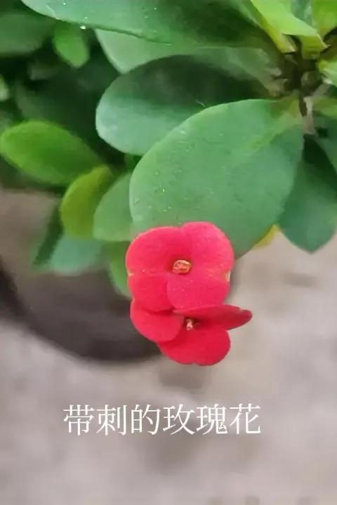 #分享一张开花的照片#