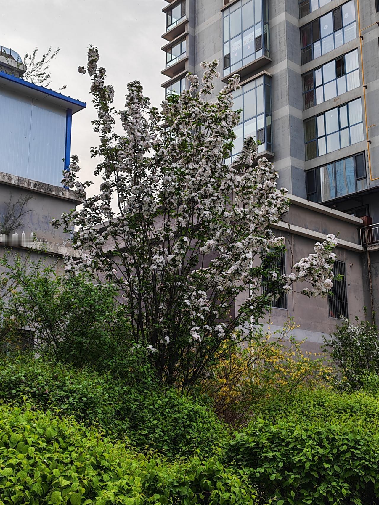 小区里的海棠开花了，白白的，香香的，隔着老远就能闻到。