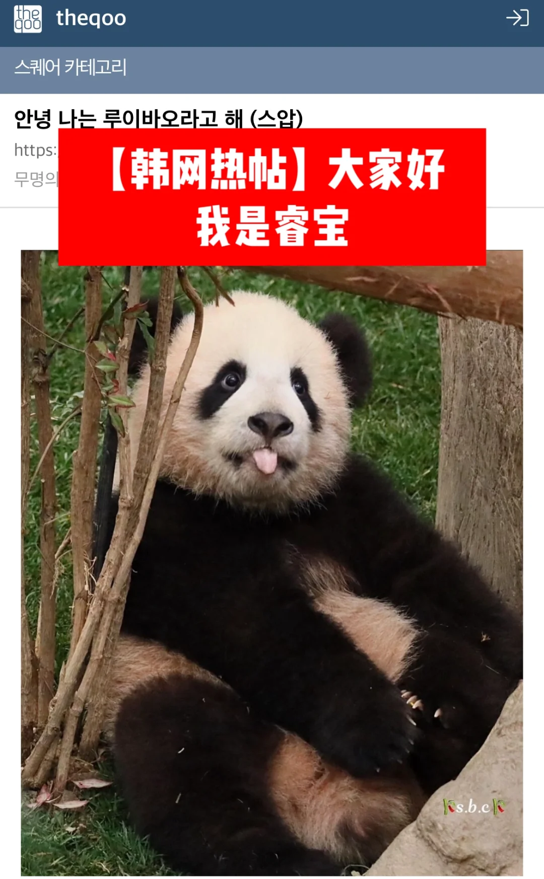 🔥韩网热帖｜大家好 我是睿宝