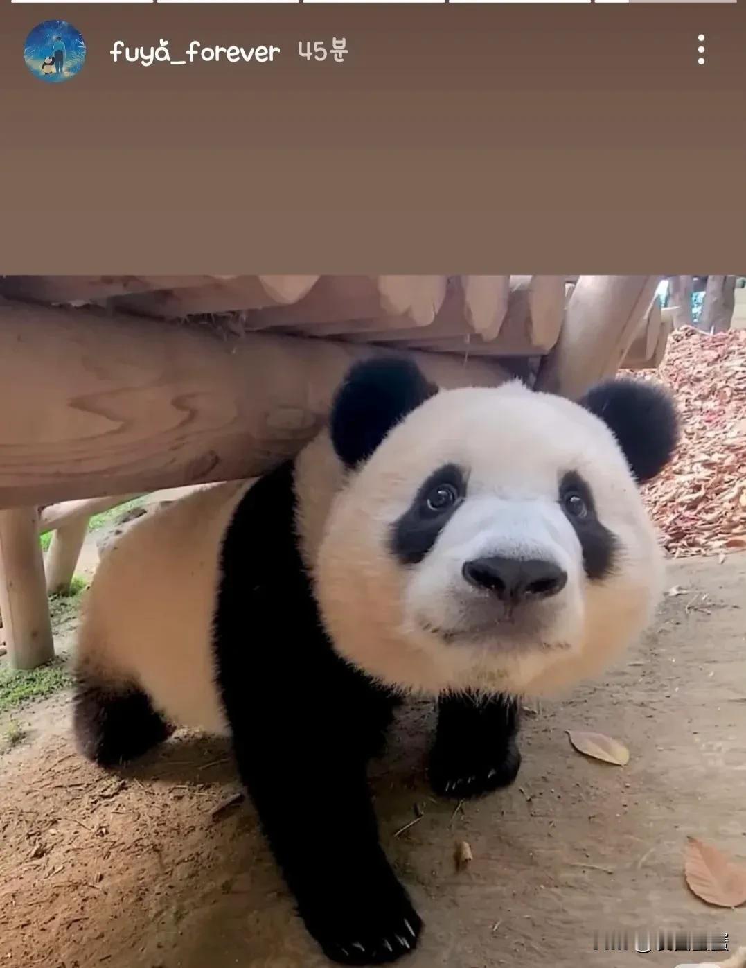 分享熊猫福宝美图刚好我手机里还有一张！这个角度的福宝好像小狗狗，眼睛像两颗饱满的