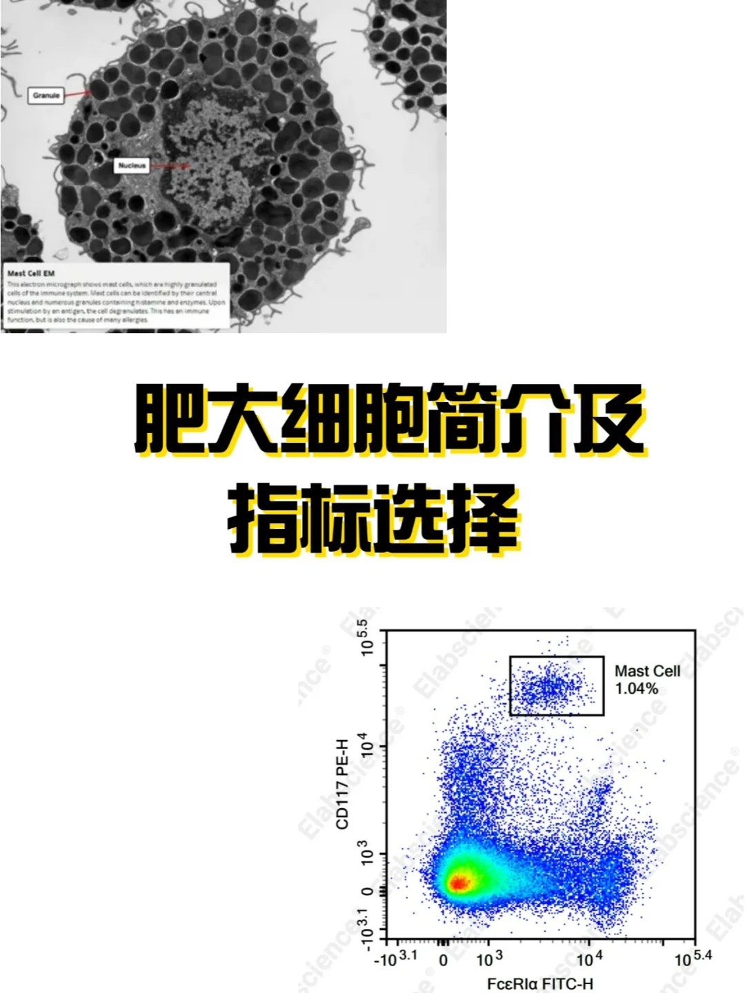 肥大细胞简介及指标选择🤹‍♂️🔬