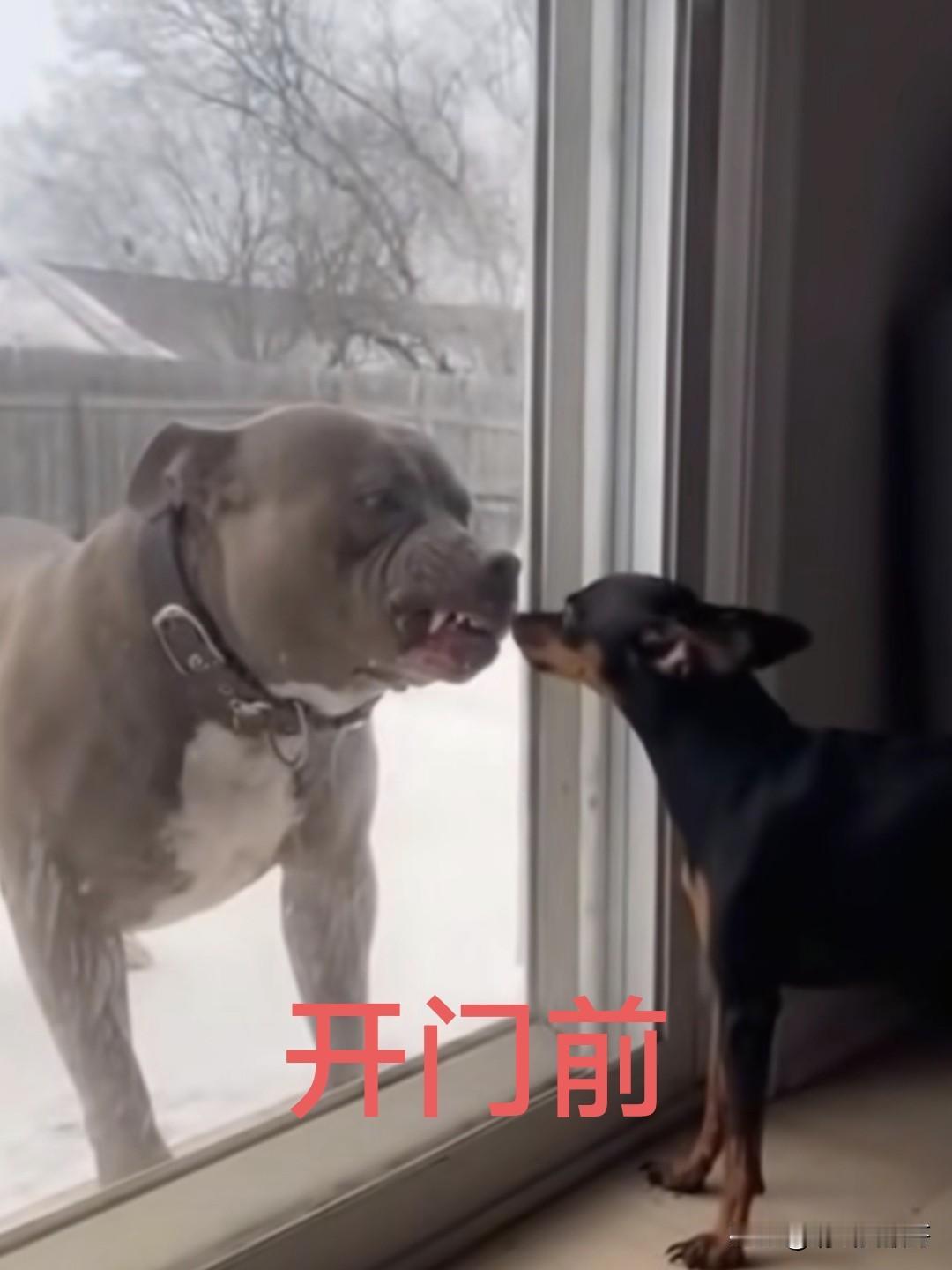 开门前，我以为它们真的要不死不休
开门后，我才知道它们只是做给我看的