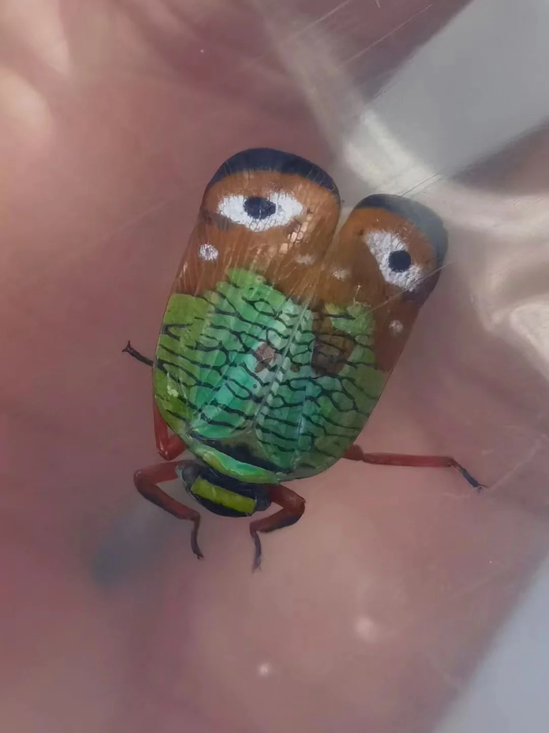 请问小伙伴们 这是个什么昆虫