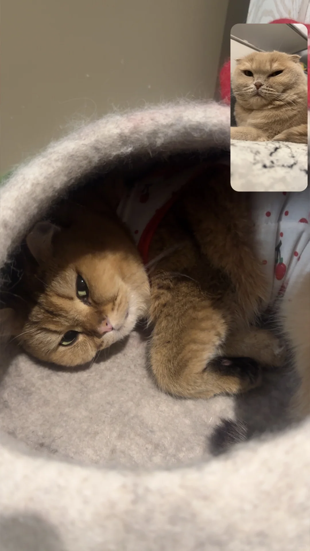 笑死😆小咪们的视频通话